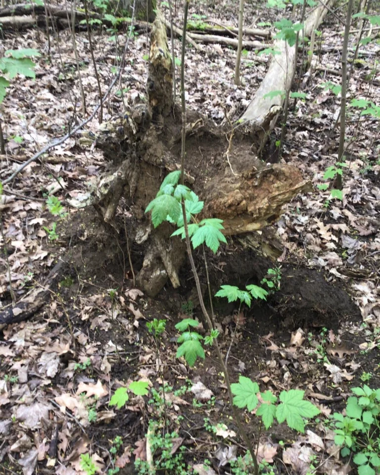 Instagram post from zaubersterne.nrw. This post is in position 5.