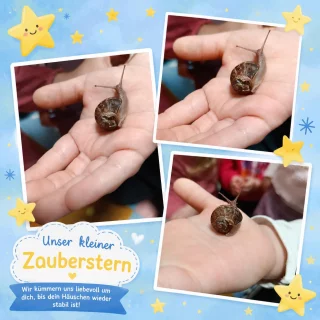 Instagram post from zaubersterne.nrw. This post is in position 16.