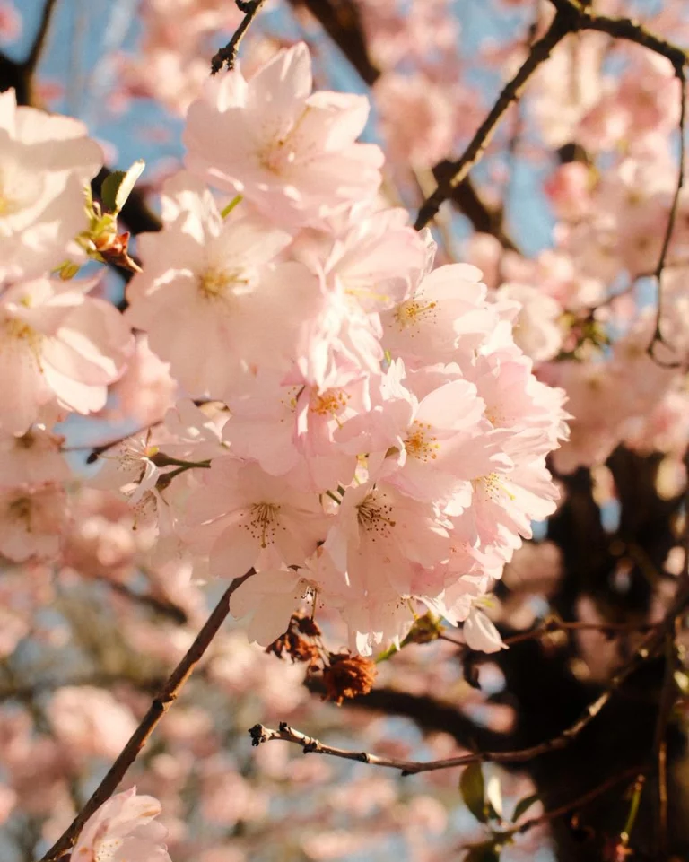 Instagram post from zaubersterne.nrw. This post is in position 4.